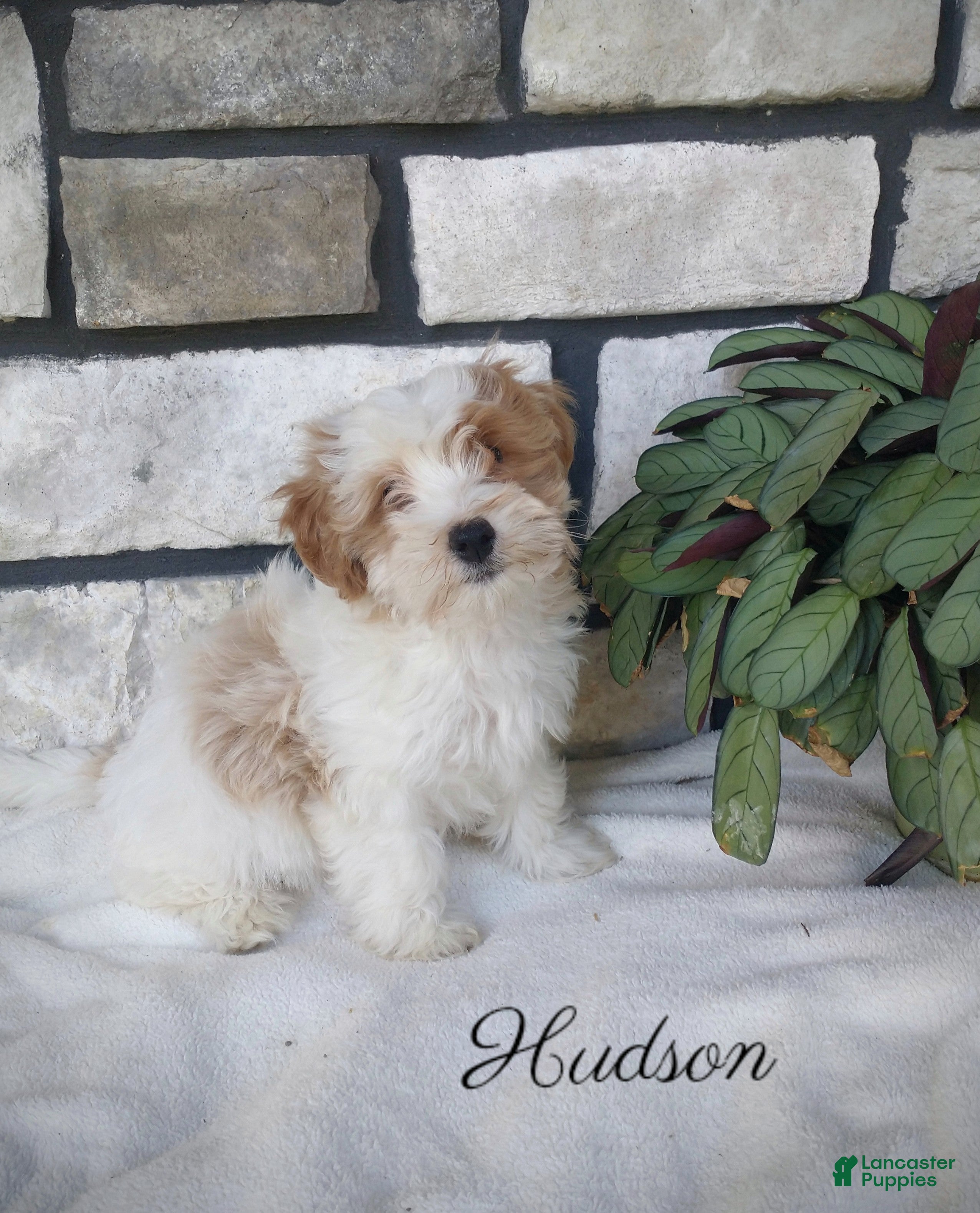 Shihpoo dogs for sale: hudson - Ad 3