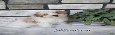 hudson