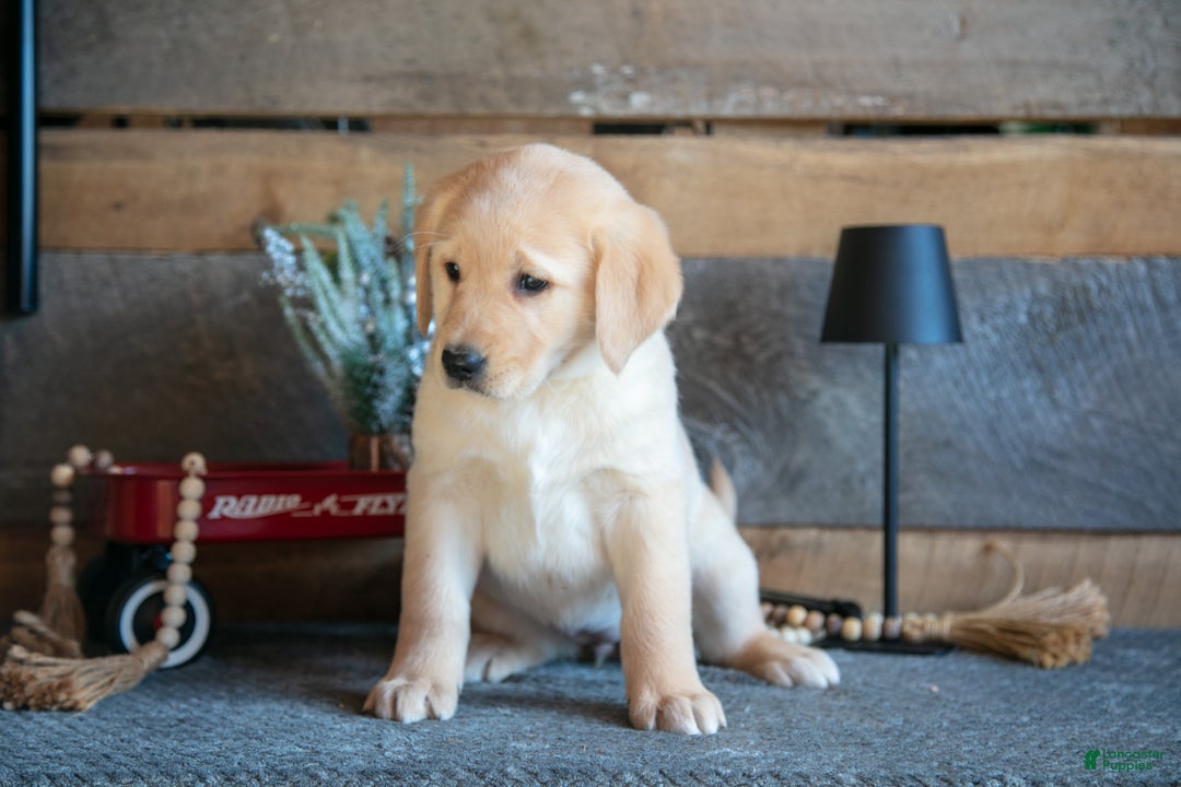 Goldador dogs for sale: Penny - Ad 3