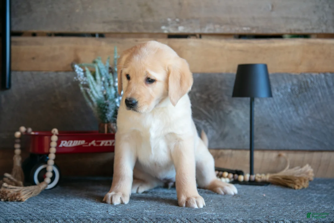 Goldador dogs for sale: Penny - Ad 3