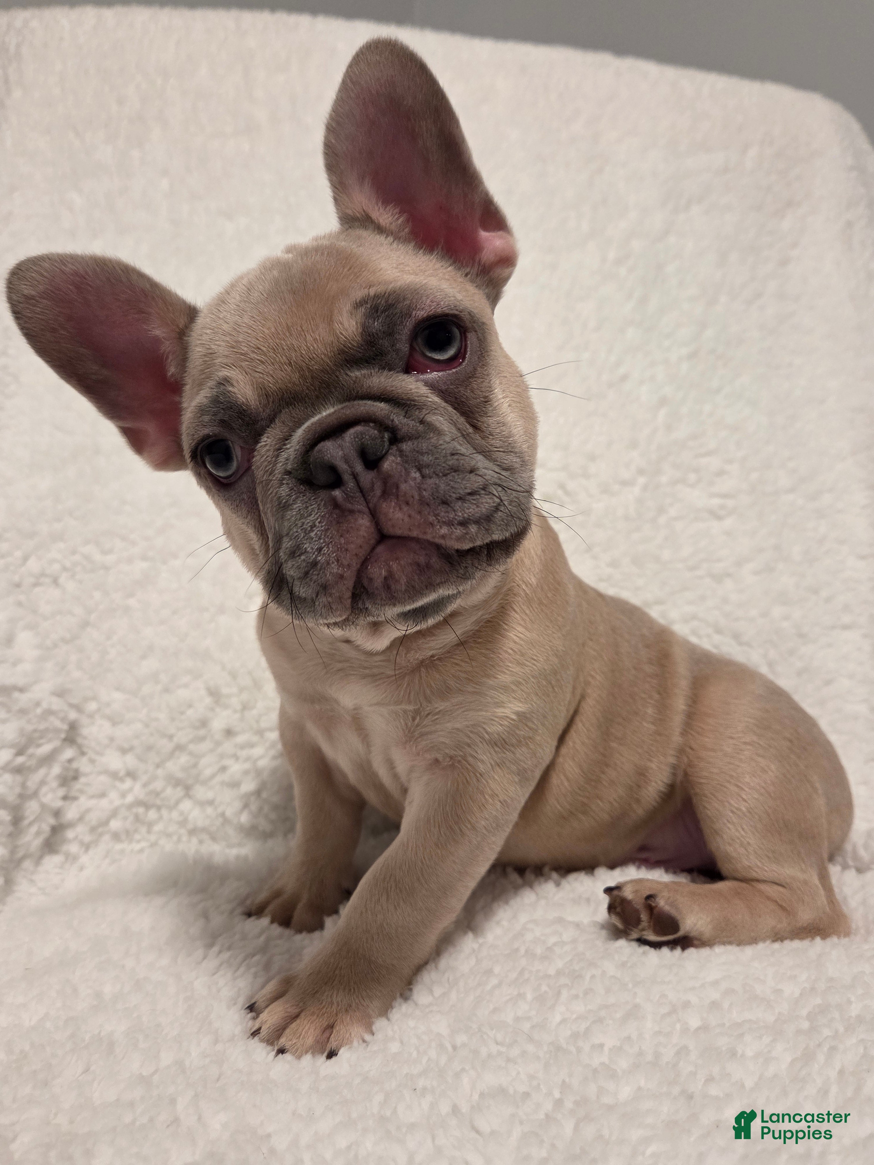 French Bulldog dogs French Bulldog Puppy 1 - Ad 28