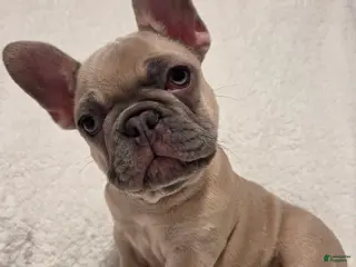 French Bulldog dogs French Bulldog Puppy 1 - Ad 28