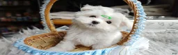 Maltese dogs for sale: Korean Babydoll Snowball  - Ad 1