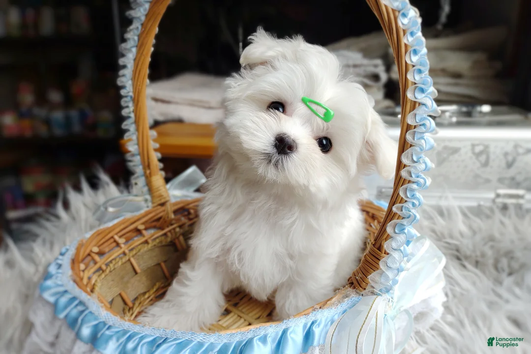 Maltese dogs for sale: Korean Babydoll Snowball  - Ad 1