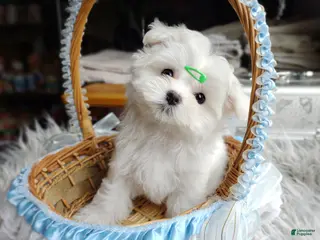 Maltese dogs Korean Babydoll Snowball - Ad 10