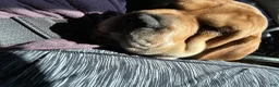 Mixed Breed dogs for sale: Mixed Breed 1 - Ad 4