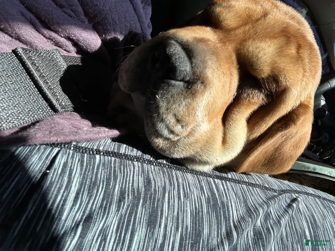 Mixed Breed dogs for sale: Mixed Breed 1 - Ad 4