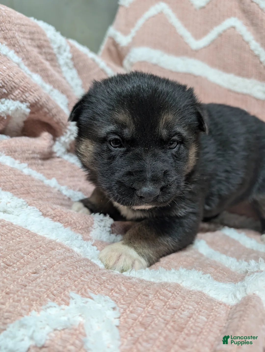 Gerberian Shepsky dogs for sale: Belle - Ad 7