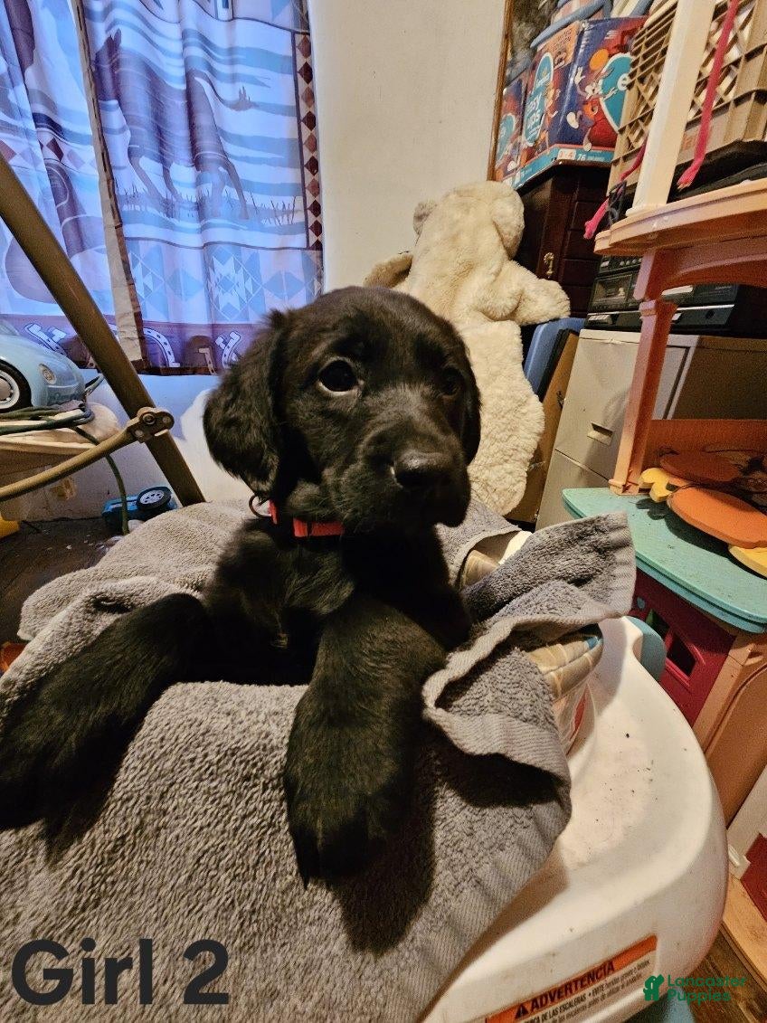 Mixed Breed dogs GIrl #2 - Ad 23