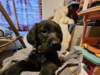 Mixed Breed dogs GIrl #2 - Ad 40