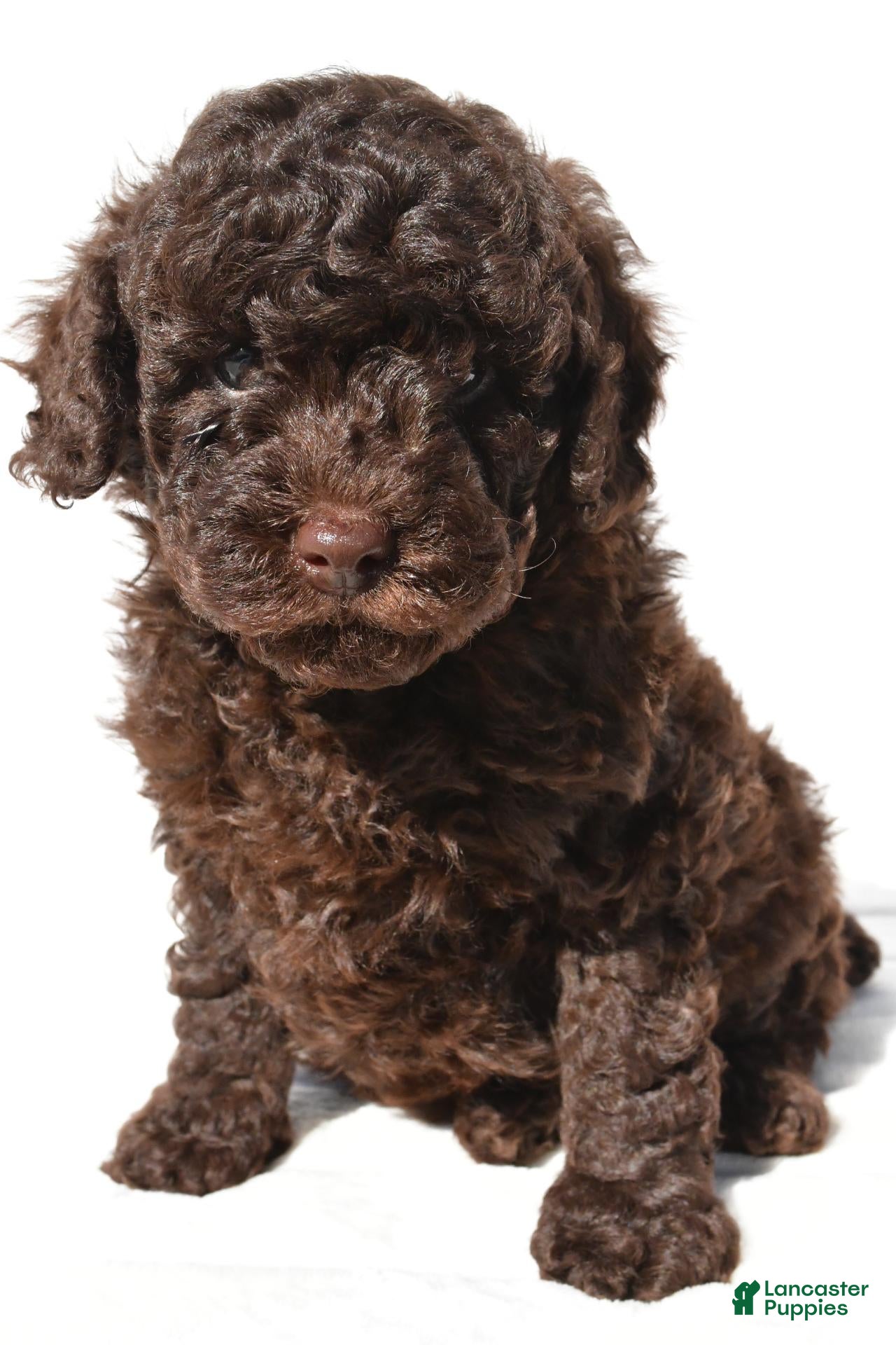 Miniature Poodle dogs Charlie - Ad 1