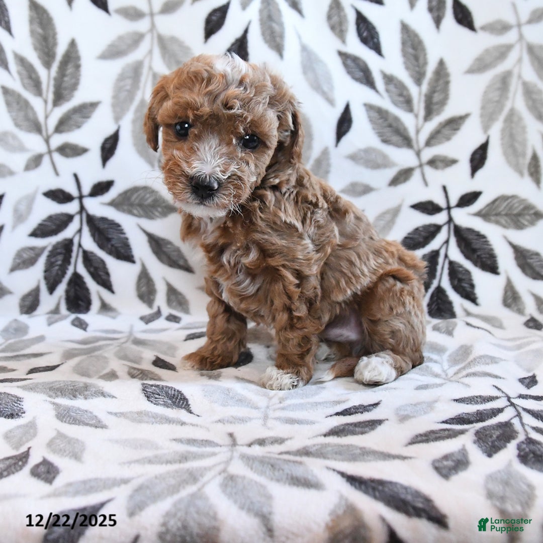 Havapoo dogs for sale: Dabur - Ad 1