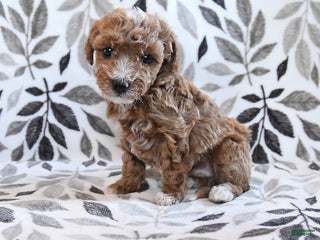 Havapoo dogs Dabur - Ad 13