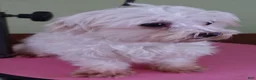 Maltese dogs for sale: Kenobi - Ad 9