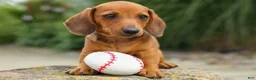Miniature Dachshund dogs for sale: Scooter 🐾 - Ad 6