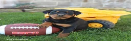 Rottweiler dogs for sale: Raven - Ad 5