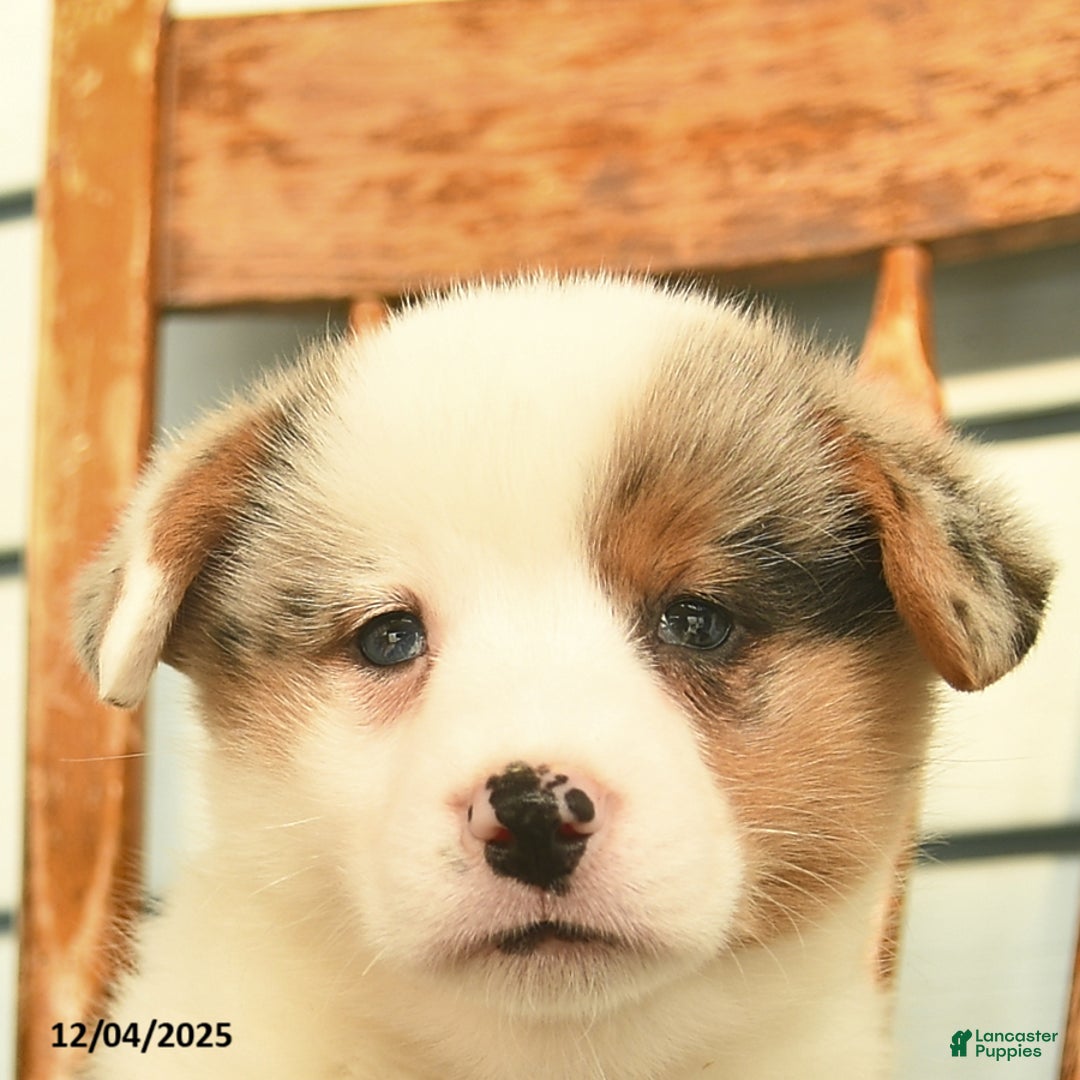 Welsh Corgi Pembroke dogs for sale: Sage  - Ad 4