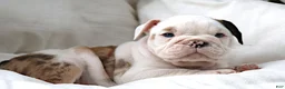 English Bulldog dogs for sale: Maestro - Ad 2