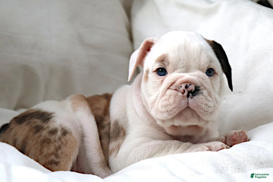 English Bulldog dogs for sale: Maestro - Ad 2