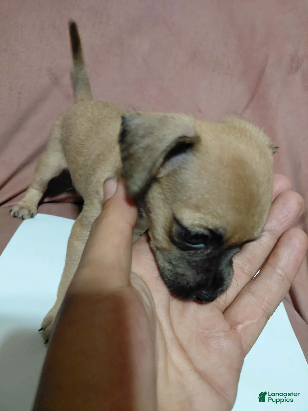 Chihuahua dogs for sale: 🩷MiniChihuahua🩷 - Ad 2