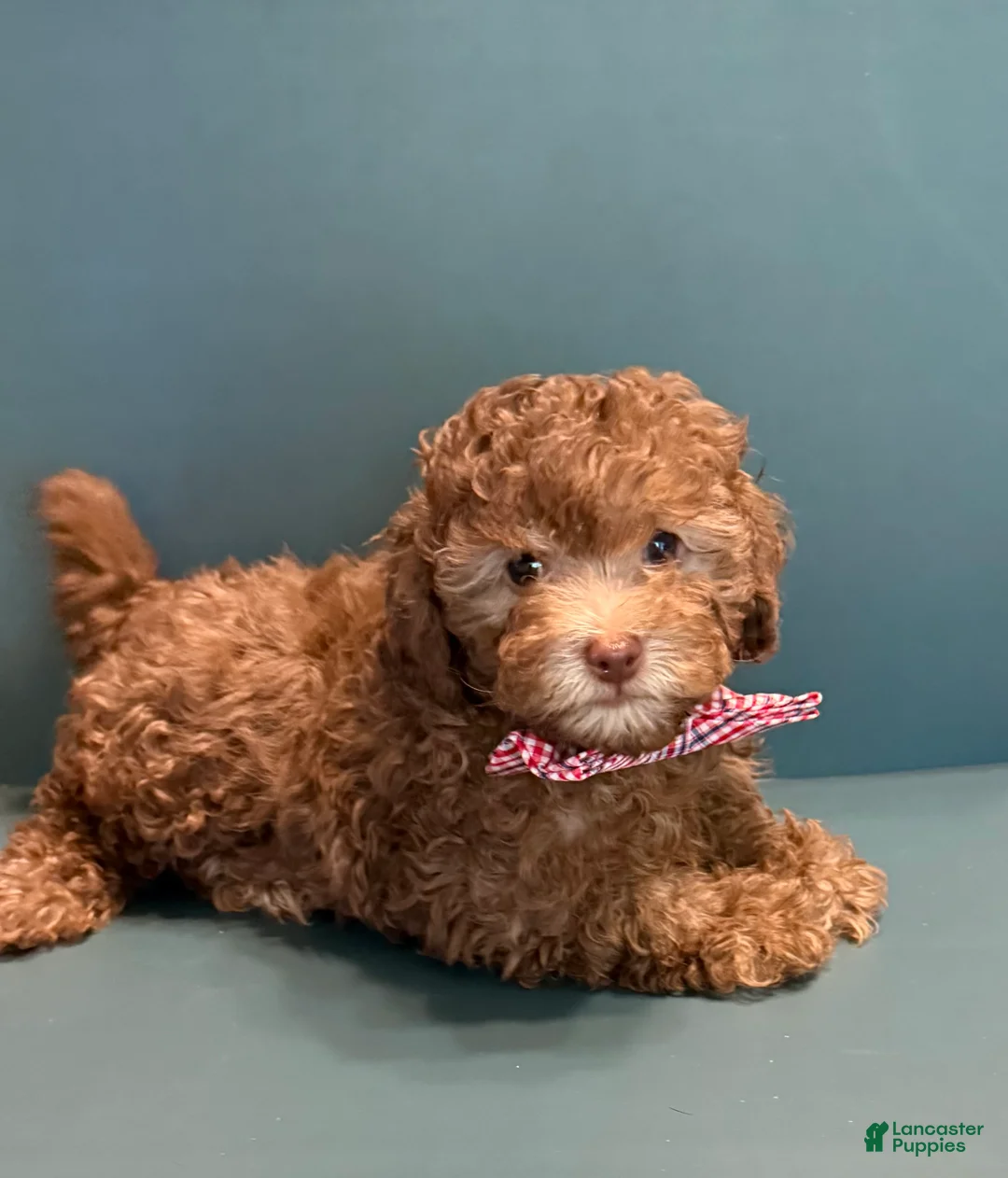 Toy Poodle dogs for sale: Toy Poodle 1 - Ad 2