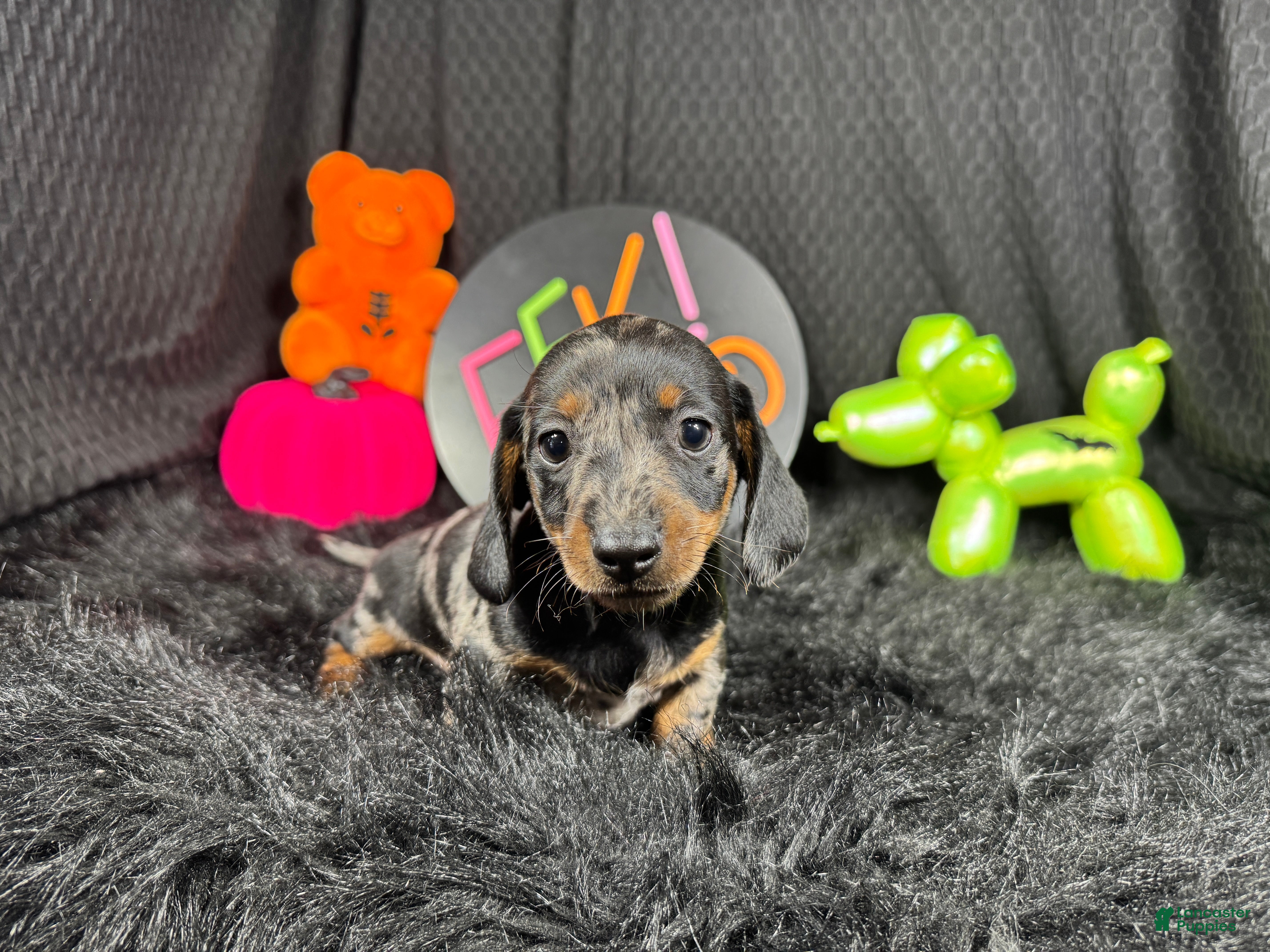 Miniature Dachshund dogs Miniature Dachshund 2 - Ad 31
