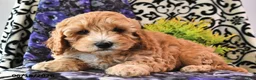 Cavapoo dogs for sale: Teddy - Ad 1