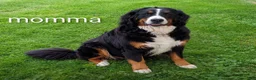 Mini Bernedoodle dogs for sale: Mini Daisy  - Ad 21