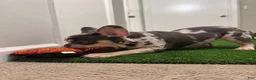 French Bulldog dogs for sale: French Bulldog 1 - Ad 7
