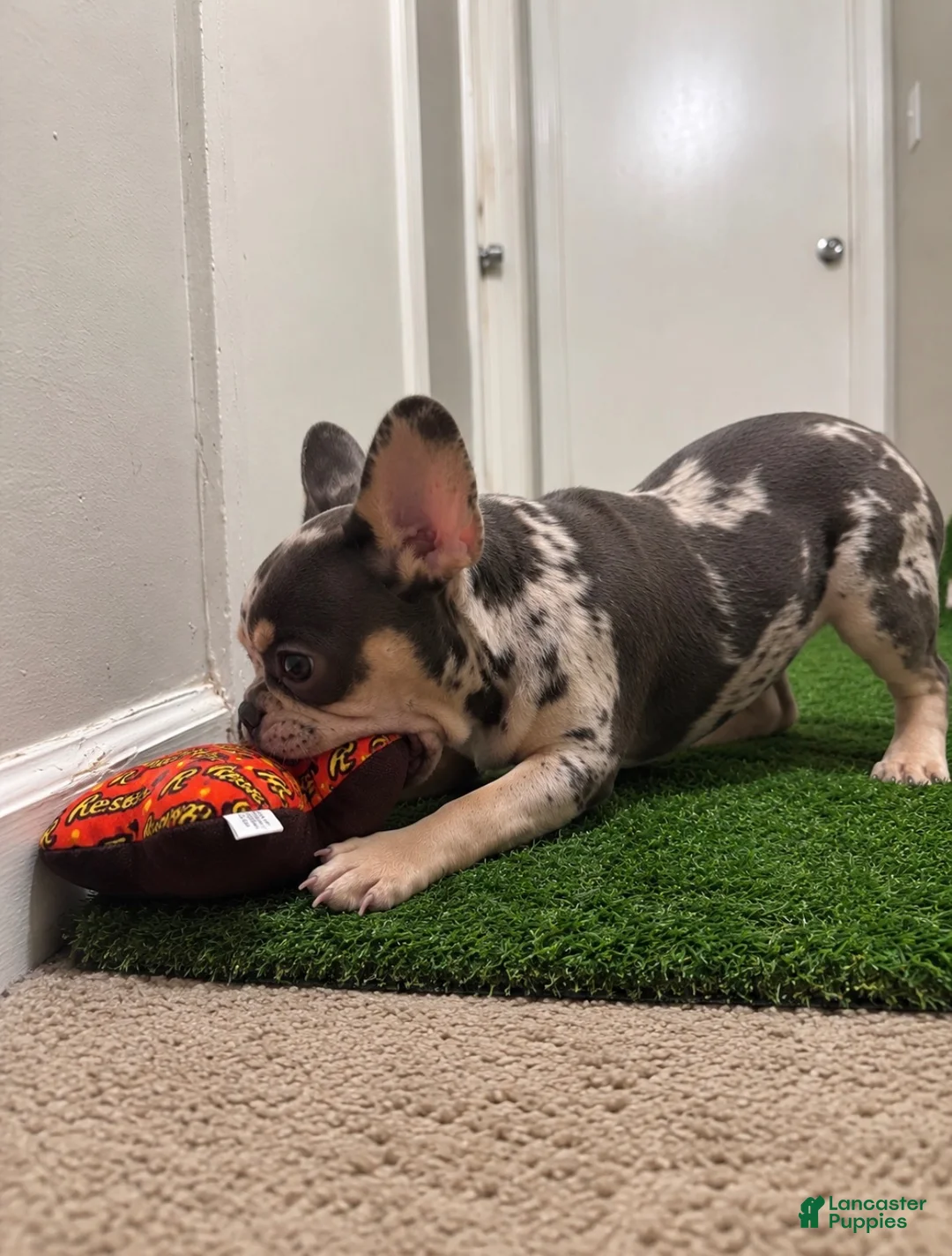 French Bulldog dogs for sale: French Bulldog 1 - Ad 7