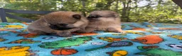 Pomeranian dogs for sale: Duke - Ad 16
