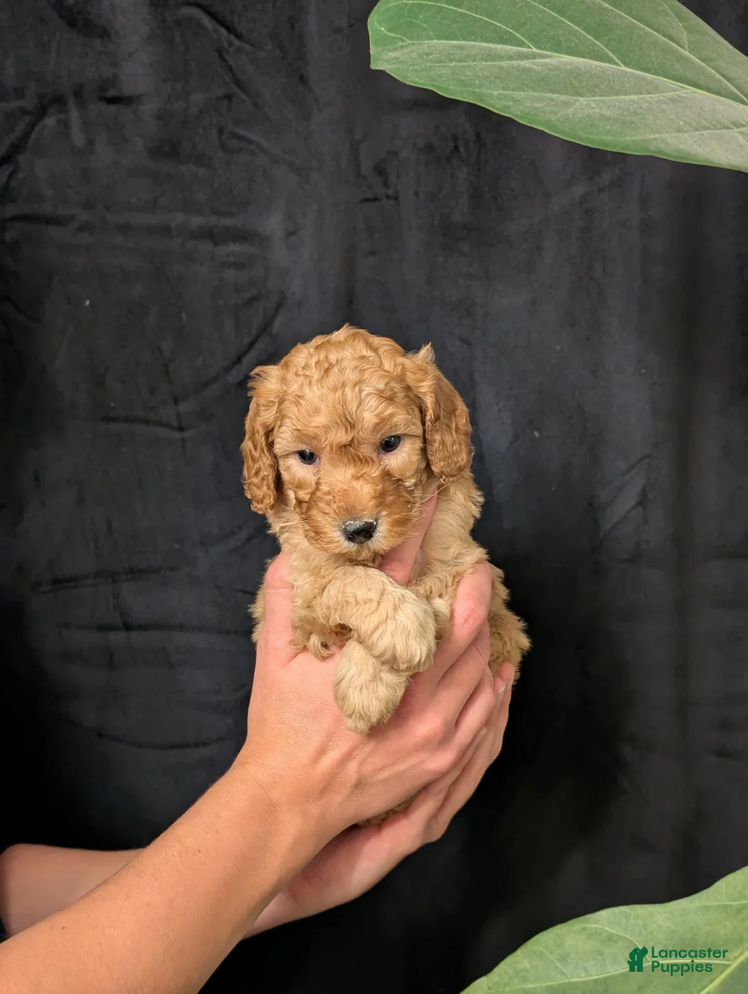Cavapoo dogs for sale: Tundra - Ad 6