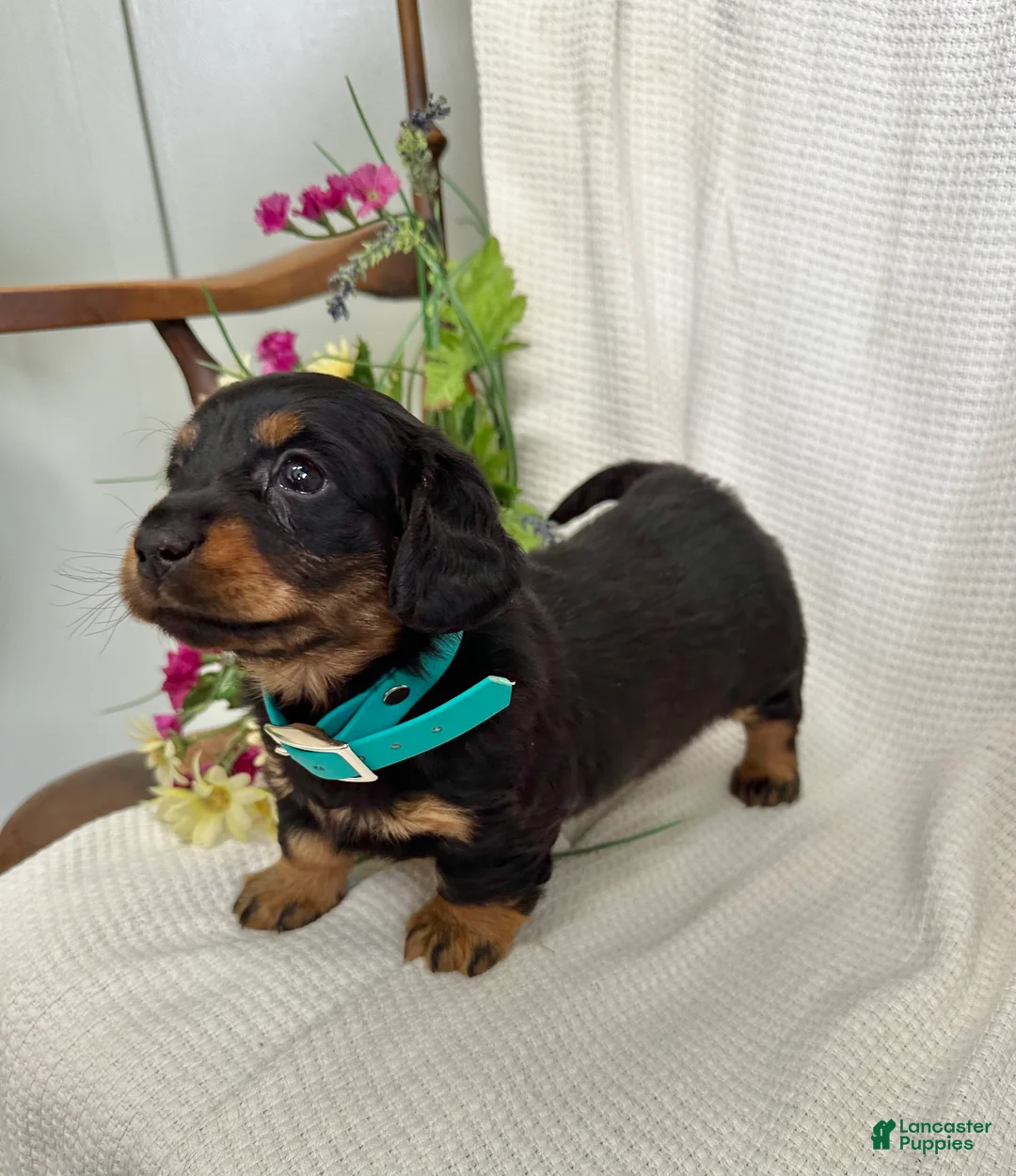 Miniature Dachshund dogs for sale: Abby - Ad 8