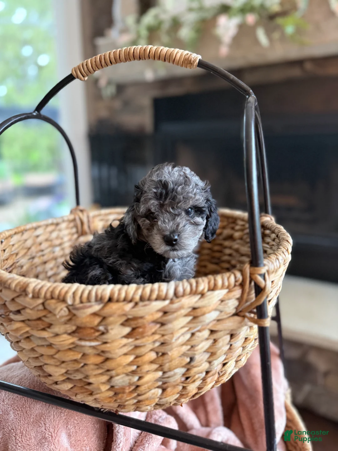 Cavapoo dogs for sale: Captain  - Ad 14