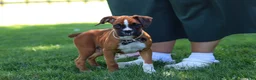 Boxer dogs for sale: Annie - Ad 4
