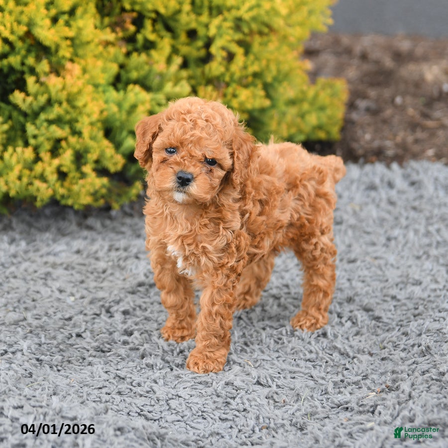Miniature Poodle dogs Cassie   - Ad 1