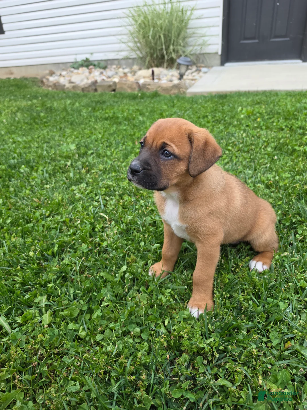 Mixed Breed dogs for sale: Remi - Ad 8