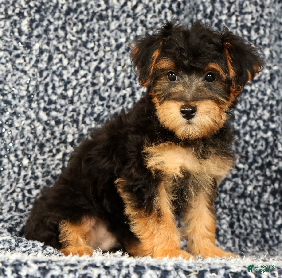 Yorkiepoo dogs Zip - Ad 2