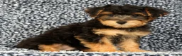 Yorkiepoo dogs for sale: Zip - Ad 2