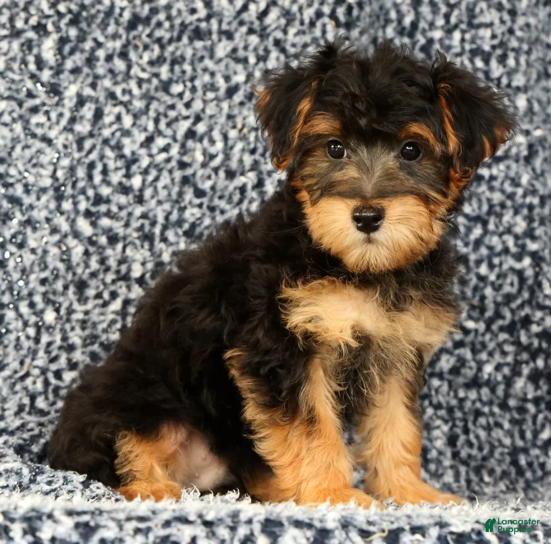 Yorkiepoo dogs for sale: Zip - Ad 2
