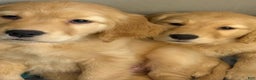 Golden Retriever dogs for sale: Golden Retriever Puppy 1 - Ad 6