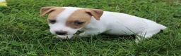 Jack Russell Terrier dogs for sale: Cooper - Ad 6