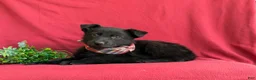 German Shepherd dogs for sale: Maxwell - Ad 4