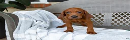 Redbone Coonhound dogs for sale: Beau - Ad 5