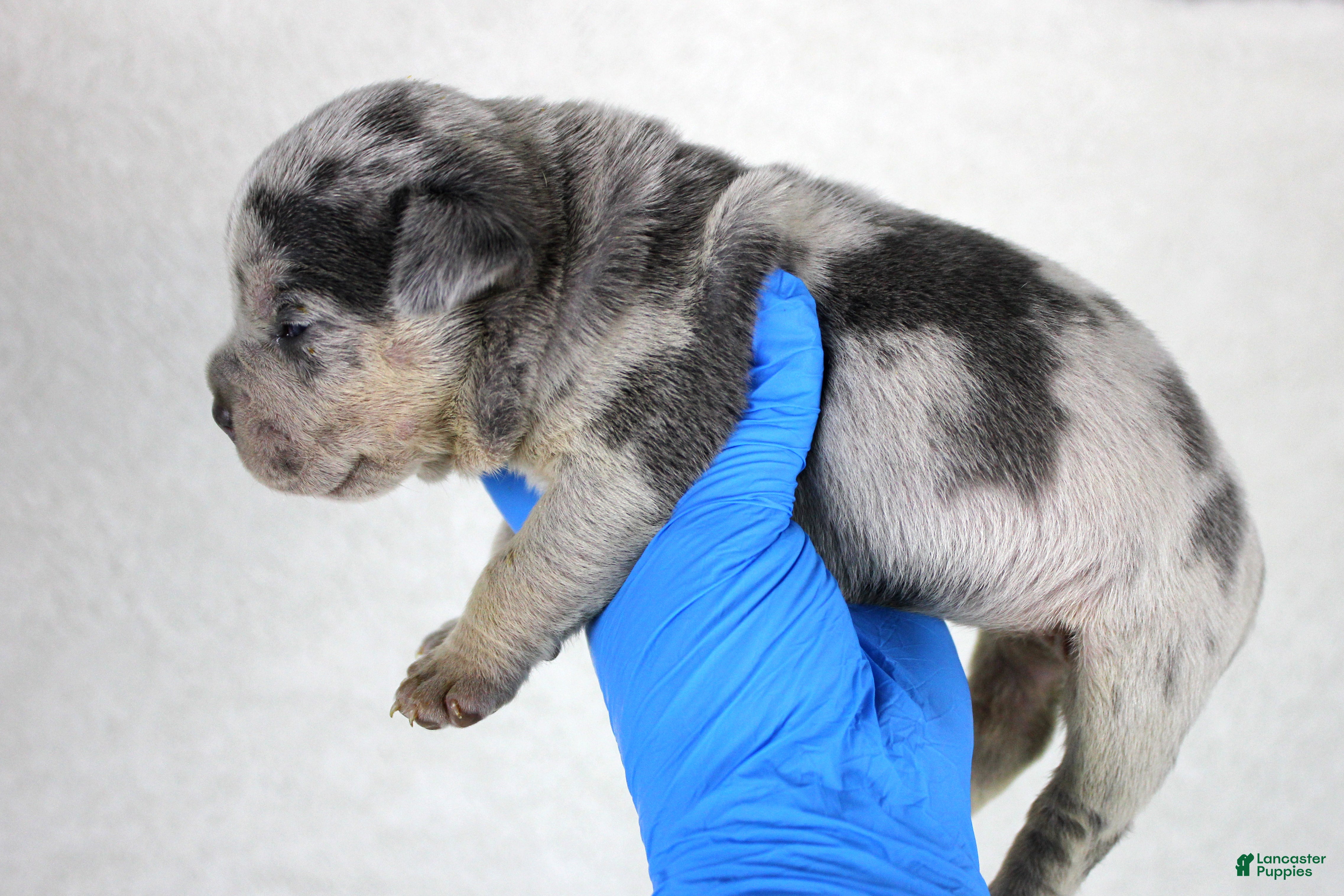 American Bully dogs Blue Tri Merle Female - Ad 23