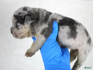 American Bully dogs Blue Tri Merle Female - Ad 17