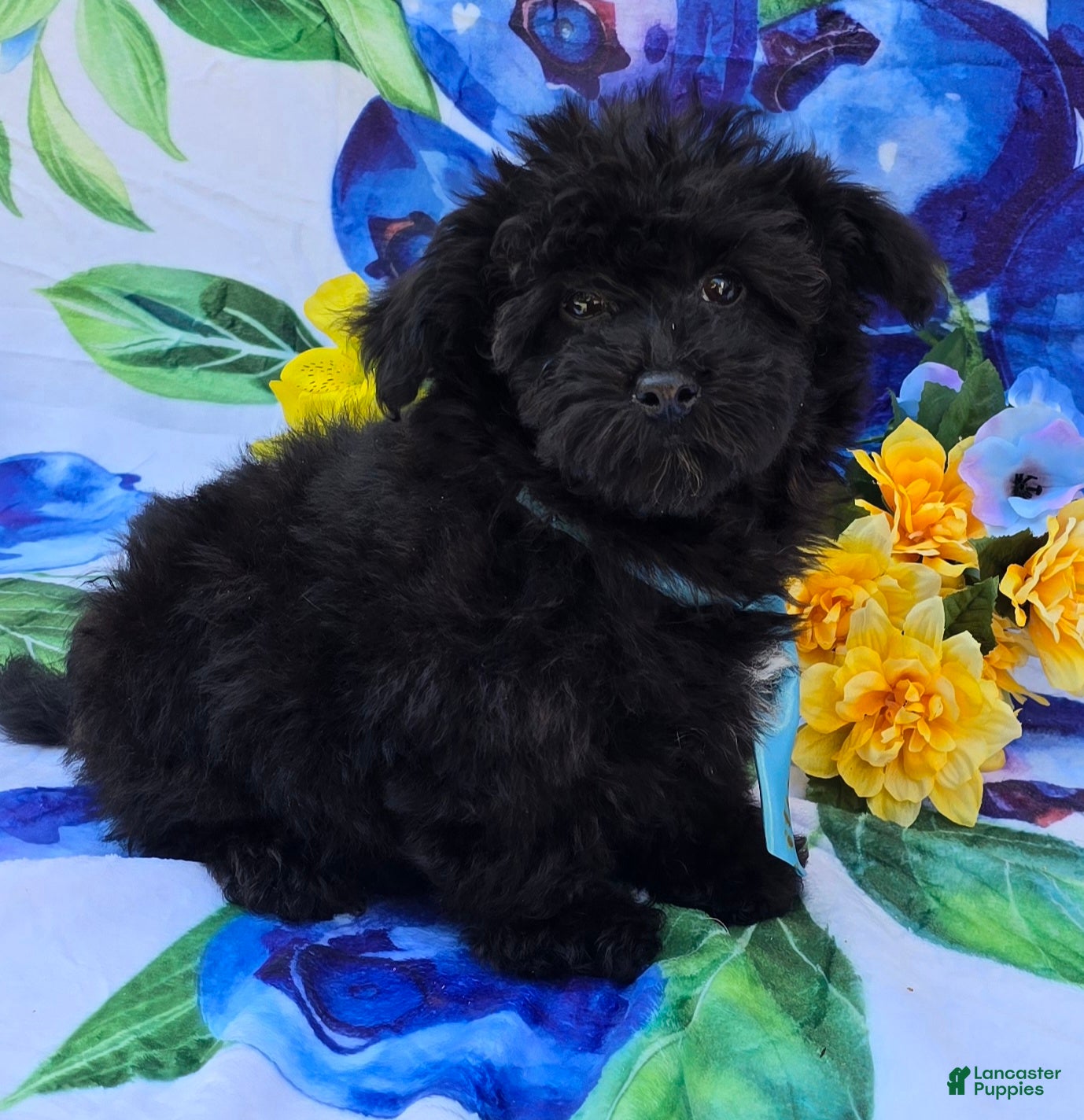 Mixed Breed dogs Noodle Morkipoo  - Ad 2