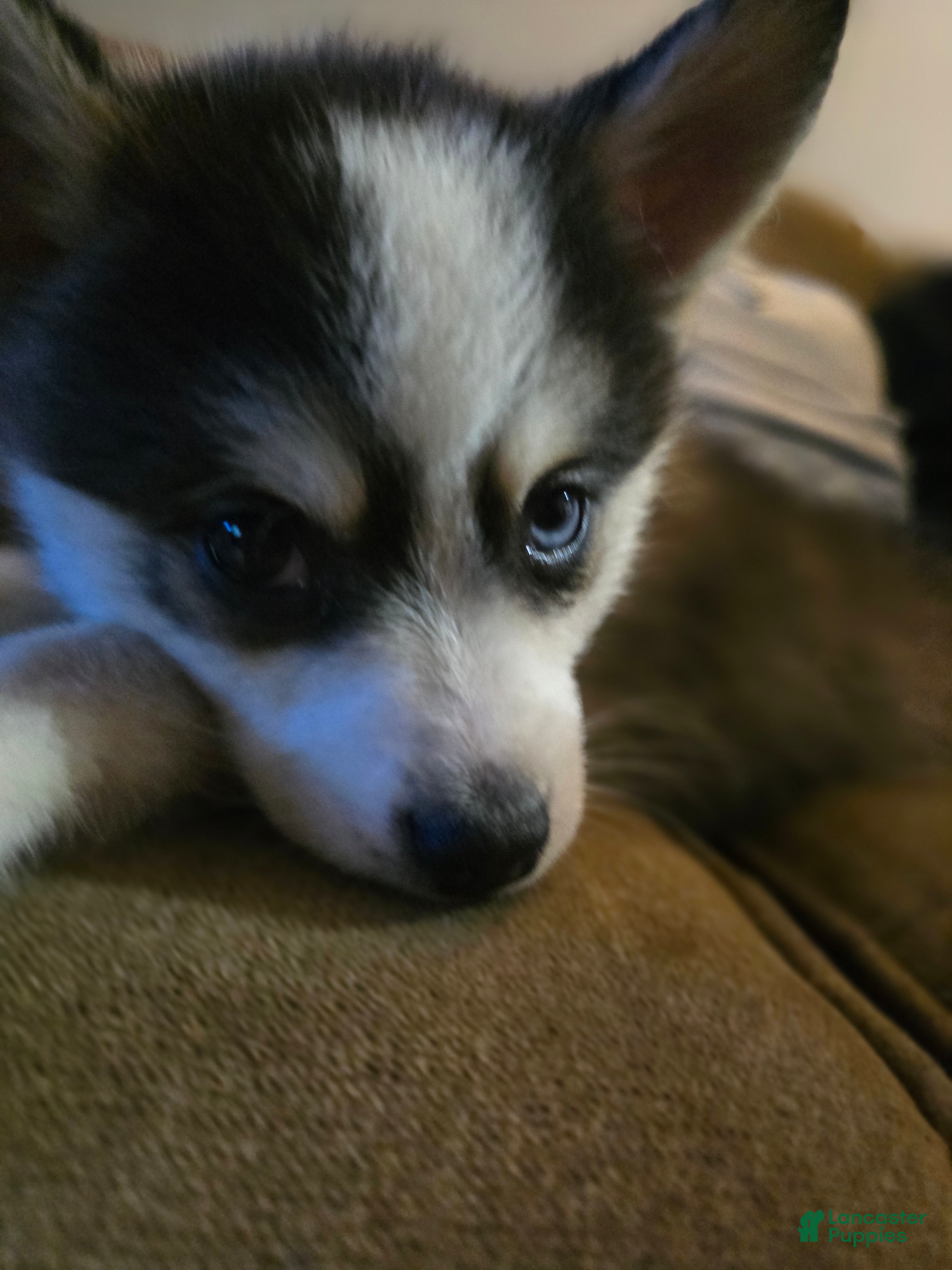 Pomsky dogs Draco  - Ad 42