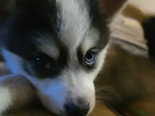 Pomsky dogs Draco - Ad 42