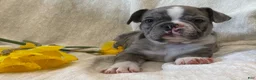 Frenchton dogs for sale: Damon - Ad 7